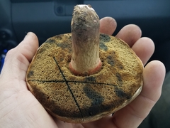 Caloboletus inedulis