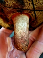 Caloboletus inedulis