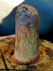 Caloboletus inedulis