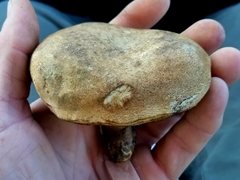 Caloboletus inedulis