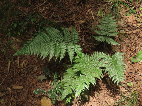 Champion's wood fern (Dryopteris championii)