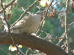 Streptopelia decaocto
