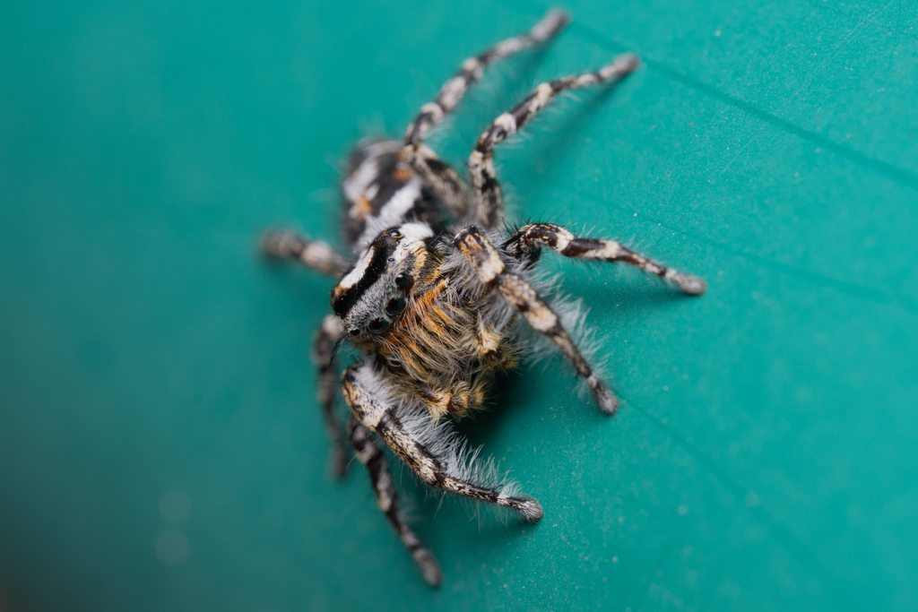 Hairy Tufted Jumping Spider from Wasco County, OR, USA on June 24, 2023 ...