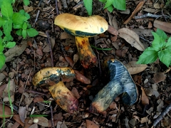 Boletus luridellus
