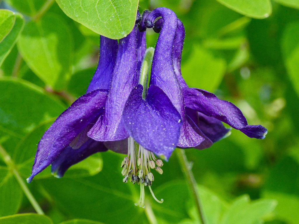 Aguileña