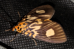Asota plagiata