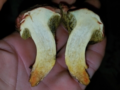 Hortiboletus campestris
