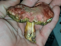 Hortiboletus campestris