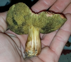 Hortiboletus campestris