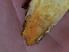 Hortiboletus campestris