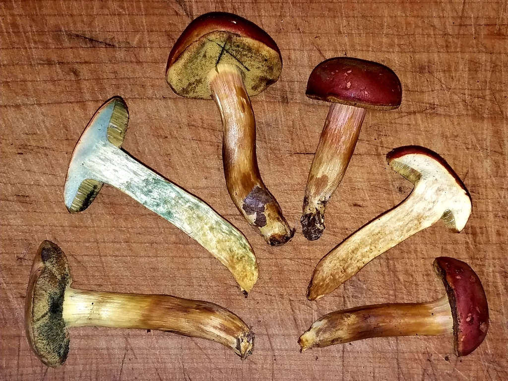 field bolete
