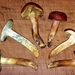 Field Bolete - Photo (c) Jared McRae, some rights reserved (CC BY-NC-SA), uploaded by Jared McRae