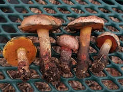 Suillellus hypocarycinus
