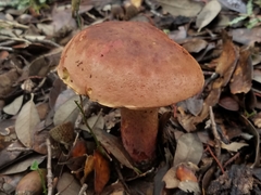 Suillellus hypocarycinus