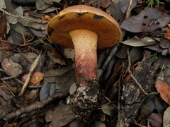 Suillellus hypocarycinus