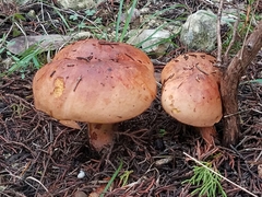 Suillellus hypocarycinus