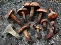 Suillellus hypocarycinus