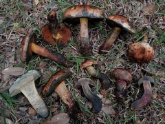 Suillellus hypocarycinus