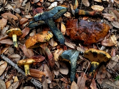 Suillellus hypocarycinus