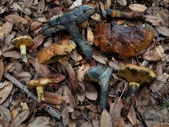 Suillellus hypocarycinus