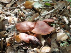 Calocybe