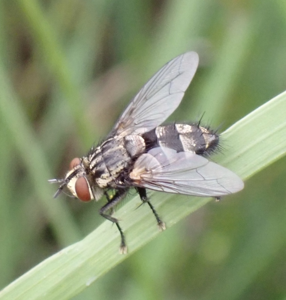 Parasitic fly