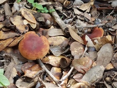Calocybe