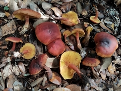 Calocybe