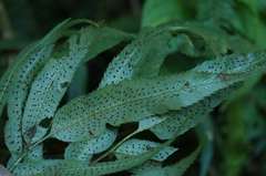 Phanerophlebia