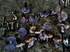 Asproinocybe