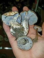 Asproinocybe