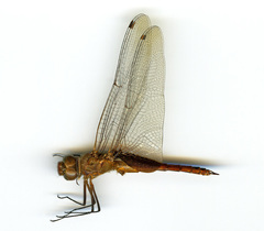 Tramea abdominalis