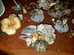 Asproinocybe