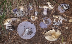 Asproinocybe