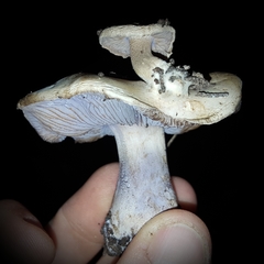 Asproinocybe