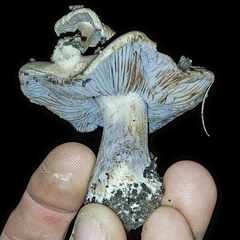 Asproinocybe