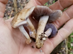 Asproinocybe