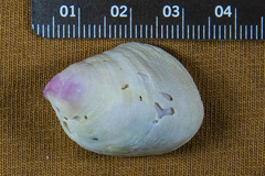 Crepidula norrisiarum