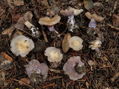 Asproinocybe