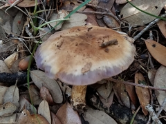 Asproinocybe