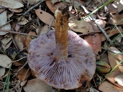 Asproinocybe