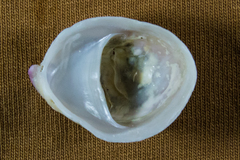 Crepidula norrisiarum