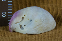 Crepidula norrisiarum