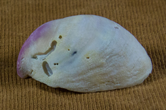 Crepidula norrisiarum