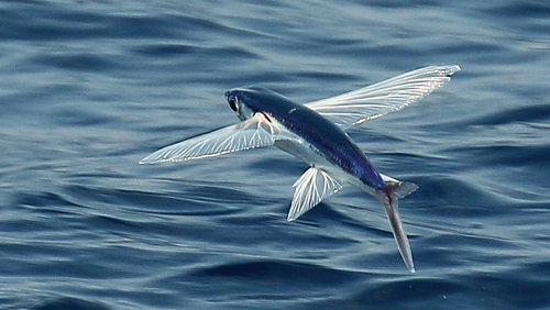 Egale vliegende vis (Cheilopogon unicolor) — Exocoetidae — 2