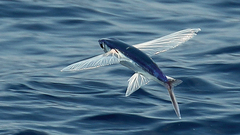 Limpidwing Flyingfish photo 1