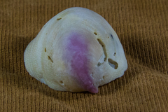 Crepidula norrisiarum