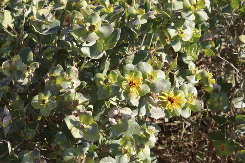 Image of Didelta spinosa by (c) Karen Eichholz, some rights reserved (CC BY)