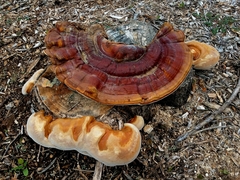 Ganoderma martinicense