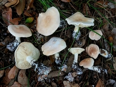 Leucopaxillus laterarius